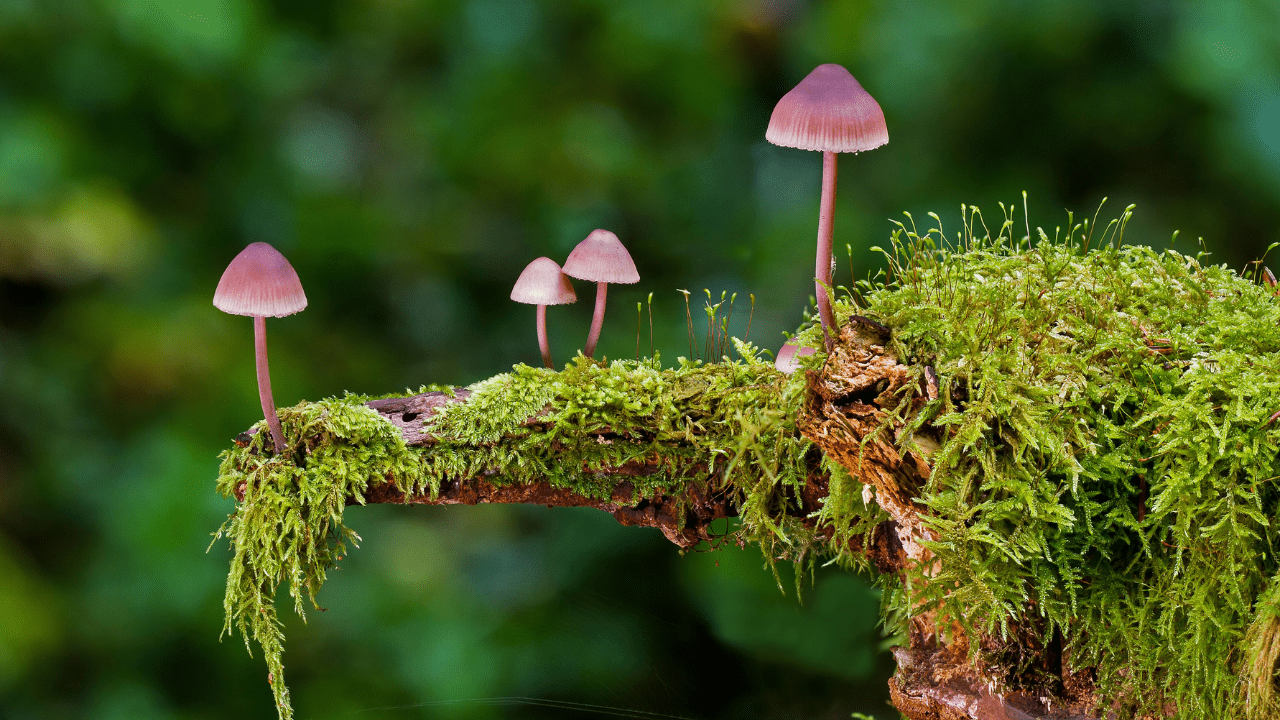 Onko sienet laittomia tai vaarallisia?