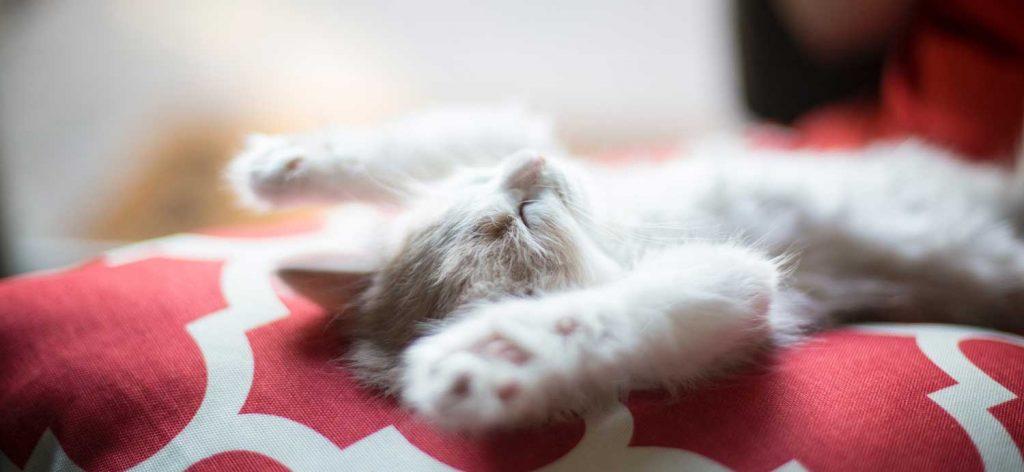 Vaalea kissa makoilee selällään käpälät pystyssä punakuvioisella sohvalla.