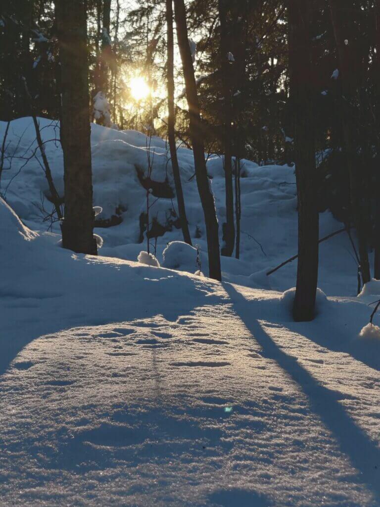 Luminen metsämaisema, jossa paistaa aurinko.