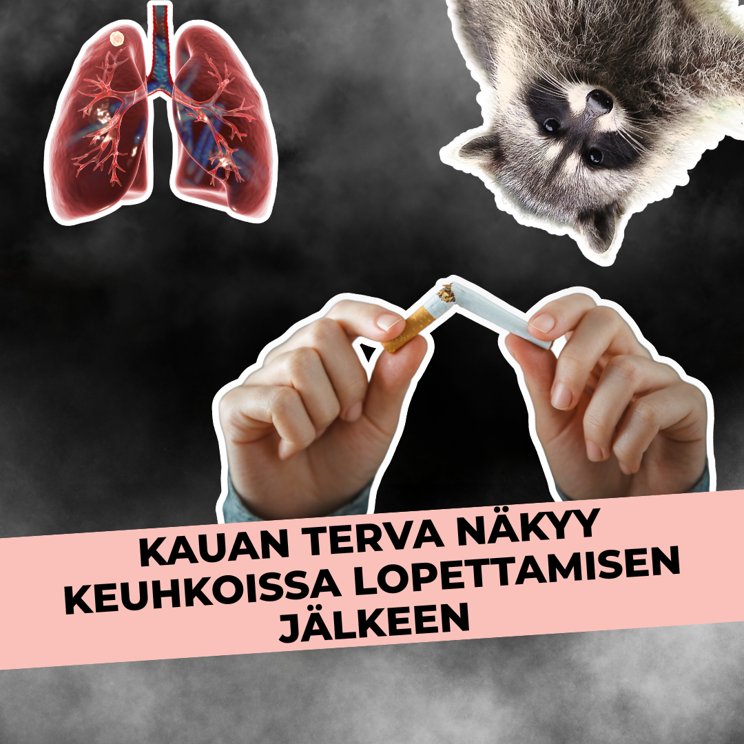 Kauan terva näkyy keuhkoissa tupakanpolton lopettamisen jälkeen