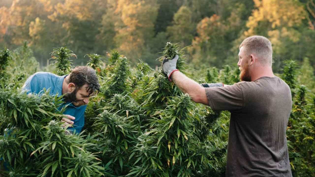 I vilka länder kan man använda cannabis?