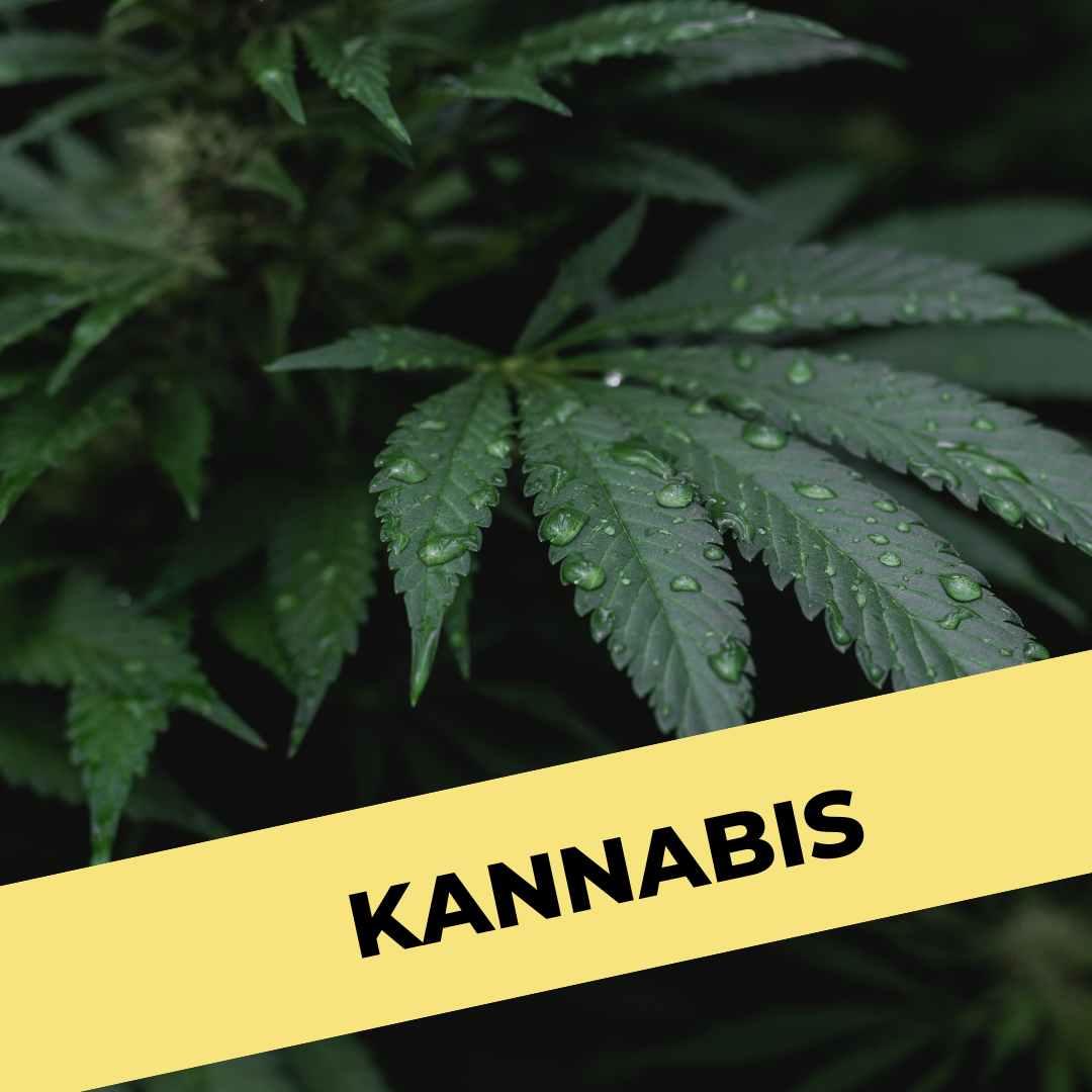 KANNABIS Buenotalk KANNABIS Buenotalk