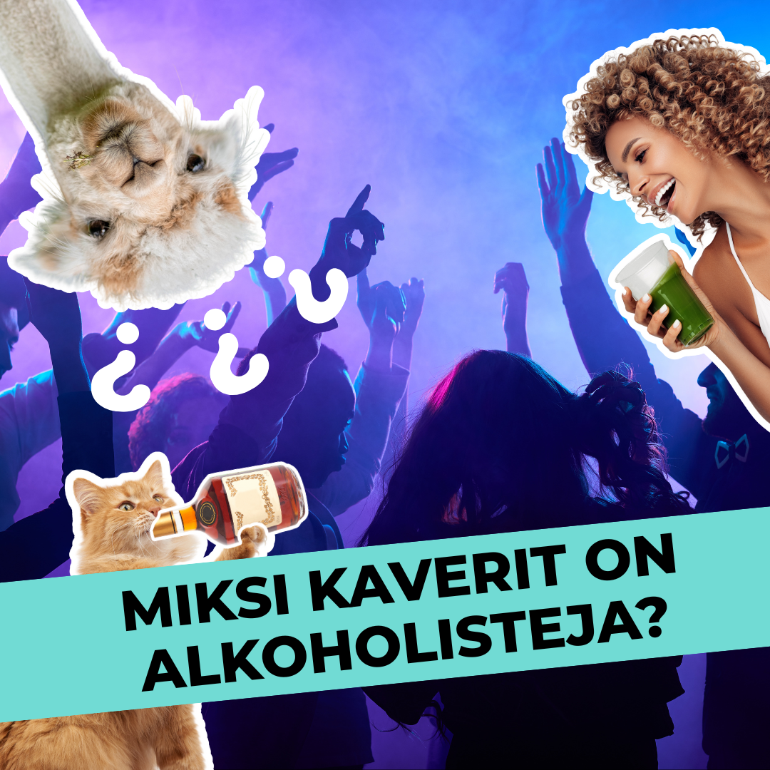 Miksi kaverit on alkoholisteja?
