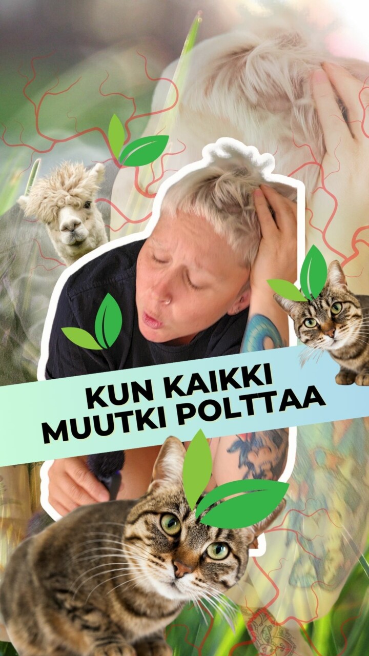 Miks kukaan polttais kannabista?